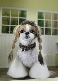 Diyar Yildiz Adli Kullanicinin Dogs And Cats Panosundaki Pin Shih Tzu Yavru Kopek Hayvanlar