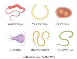 Image result for Whipworm