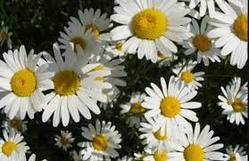 Semua orang pasti tahu bunga apalagi bagi kaum perempuan, pastinya bunga menjadi salah satu tanaman favoritnya. Jual Bibit Osteospermum African Daisy White Bunga Putih Cantik Tanaman Hias Daisy Di Lapak Kartika Key Bukalapak