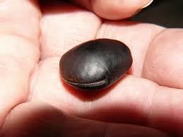 Image result for Mucuna gigantea