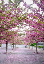 Il primo piano dell'albero dentellare sboccia con gli alberi ed il cielo blu verdi nei precedenti. Milano Via Della Moscova Si Tinge Di Rosa Alberi Fioriti E Profumo Di Primavera Cronaca