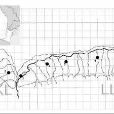 Image result for Najas horrida