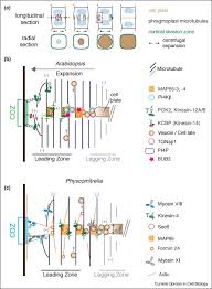 Maybe you would like to learn more about one of these? Plant Cell Division Defining And Finding The Sweet Spot For Cell Plate Insertion Sciencedirect