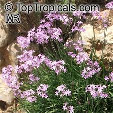 Image result for Tulbaghia alliacea