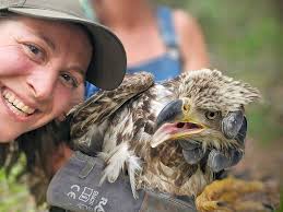 On Thursday June 5th, 2025, there was a successful eagle 🦅 rescue at  Caledon State Park!!! Eagle Rescue write up and photos provided by Ranger  Lucia Craven at Caledon State Park: “Recent
