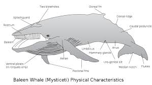This animal can be seen in the sea. A Baleen Whale Has Slats Like Window Blinds Instead Of Teeth To Filter Out The Food As It Swarm Through The Water They Were H Baleen Whales Whale Facts Whale