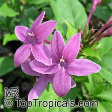 Image result for Eranthemum laxiflorum