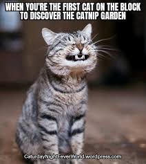 Caturday (plural caturdays) (internet slang) saturday, as the day of the week for posting lolcats or other pictures of cats.enjoy the show buddies.subscribe. Funny World Of Cats Memes And Mobile Wallpapers