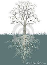 Abstract Walnut Tree With Roots Roots Illustration Roots Drawing Walnut Tree