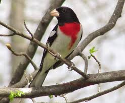 Backyard Birds Of Middle Tennessee Rose Breasted Grosbeak In Middle Tennessee Photo By Gina Durham Ballard Backyard Birds Nature Birds Bird Houses