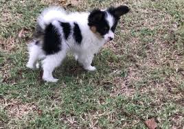 They come with all paperwork. Papillon Puppies For Sale Johnstown Pa 245311