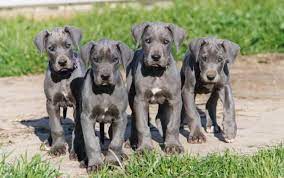 We are located in taylorsville, kentucky, just outside of louisville, on a 30 acre farm. European Blue Great Dane Puppies For Sale Petswithlove Us