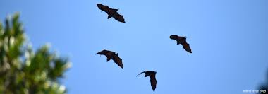 Thousands of batgs flying out from bat house at dusk. Flying Fox Research With Project Rufus Blog Seed Madagascar