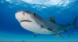 .philly sharks vs frankford chargers, mekhi hulk corbin 2019 10u south philly sharks vs lawncrest panthers, 2019 10u hulk south philly sharks vs cya gators, ahmeir greene 15 qb te olb de west philly. Hawaii Passes Landmark Protections For Sharks And Rays Turtle Island Restoration Network