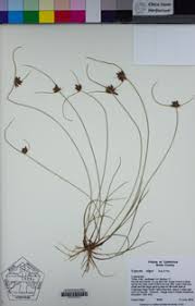 Image result for Pycreus niger