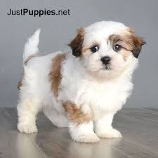 Click on the nursery to see the pups available. Puppies For Sale Orlando Fl Puppies Shorkie Puppies Cute Baby Dogs