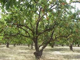 Check spelling or type a new query. Moorpark Apricot Trees For Sale Online View Now