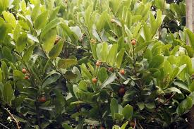 Image result for Ebenaceae