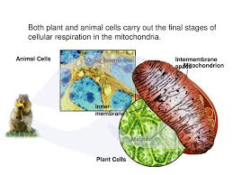 Maybe you would like to learn more about one of these? Cellular Respiration Ppt Download