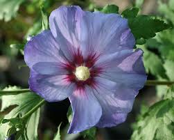Check spelling or type a new query. Hibiscus Azurri Blue Satin Bluestone Perennials