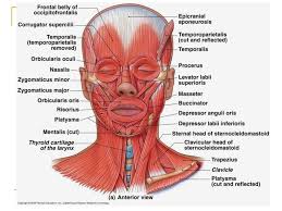 Pain in a man's body pain in a man's body on a gray background. Head Neck Shoulder Back Muscles Ppt Download