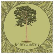 Image result for Newtonia buchananii