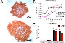 An estimated 3.7 billion people under. Plos One A Single Intramuscular Vaccination Of Mice With The Hsv 1 Vc2 Virus With Mutations In The Glycoprotein K And The Membrane Protein Ul20 Confers Full Protection Against Lethal Intravaginal Challenge With