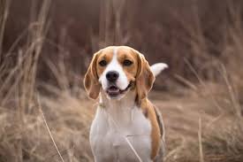 There are many ways to find for the perfect female dog name. 500 Most Popular Beagle Names For 2021 K9 Web