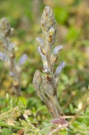 Image result for Orobanche