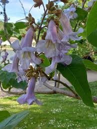 Image result for Cuviera tomentosa