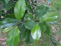 Image result for Olea capensis