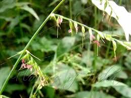 Image result for Oplismenus compositus