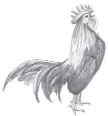 Add head details as shown. How To Draw A Rooster Charcoals