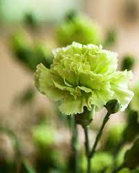 Maybe you would like to learn more about one of these? 20 Green Flowers Pretty Garden Blooms