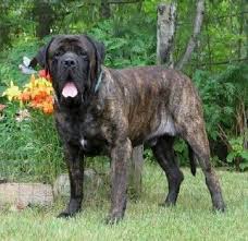 English mastiffs are big dogs, but gentle at heart (for their owners). English Mastiff Info Temperament Life Expectancy Puppies Pictures