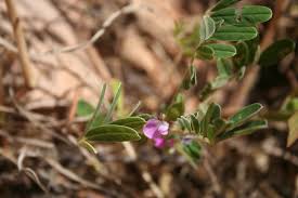 Image result for Tephrosia nana