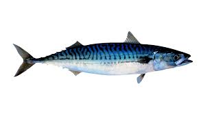 Mackerel Seafood From Norway Mackerel Mackerel Fish Pelagic Fish