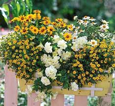 We did not find results for: Trendige Blumenkasten Zum Nachpflanzen Bepflanzung Garten Pflanzkasten Balkonkasten Bepflanzen