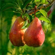 Image result for Pycreus cuanzensis