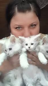 KraiKristolin Maine Coon cattery