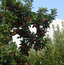 Bark of the tree has a strong, foetid smell. Arkansas Black Apple Our Photos