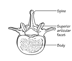The lumbar vertebrae are, in human anatomy, the five vertebrae between the rib cage and the pelvis. Easy Notes On Lumbar Vertebrae Learn In Just 4 Minutes Earth S Lab