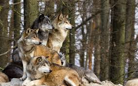 Départements pour ma part, j'ai eu connaissance de certains faits qui confirmerai la présence de loups dans notre région (j'habite dans le maine & loire). Ou Vivent Les Loups En France
