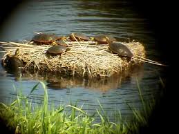 In my opinion, most diy turtle basking areas look better anyways. Turtle Basking Platform For Lakes