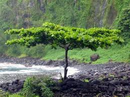 Image result for Strephonema