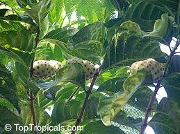 Image result for Morinda