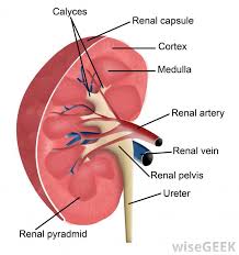 What Are The Renal Calyces With Pictures Renal Liver And Kidney Cleanse Polycystic Kidney Disease