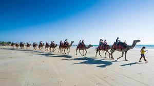 Go two weeks without a drink even if they eat nothing in the heat of summer. The Best Of Broome S Attractions