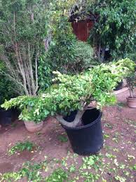 Working On A Giant Topiary Bonsai Style Ficus Plant Cris Gutorrez Flying Knives And Teppanyaki Service Maui Hawaii Bonsai Styles Plants Small Trees