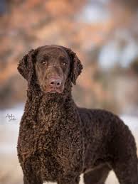 Image result for curly coated retrívr